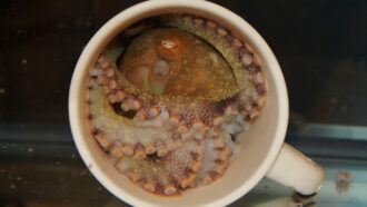 octopus in a coffee mug