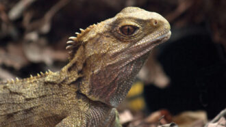 Tuatara