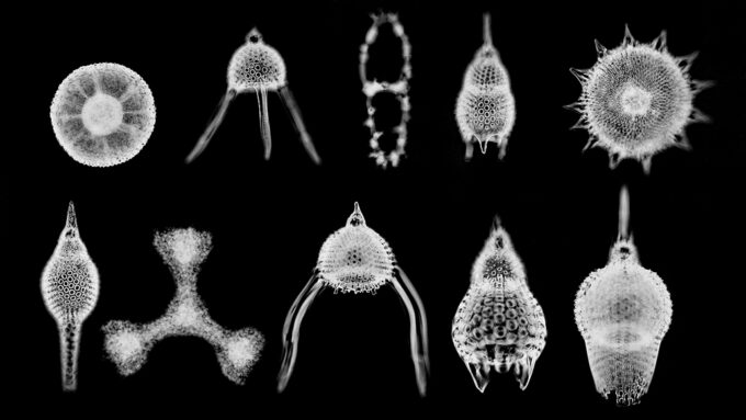 a microscopic image showing several radiolarians