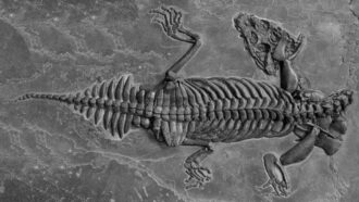 ancient nothosaur fossil