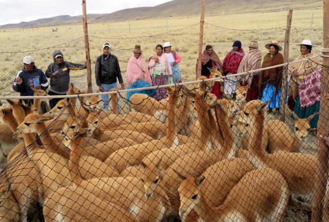 several people standing around a pen of wild vicuña