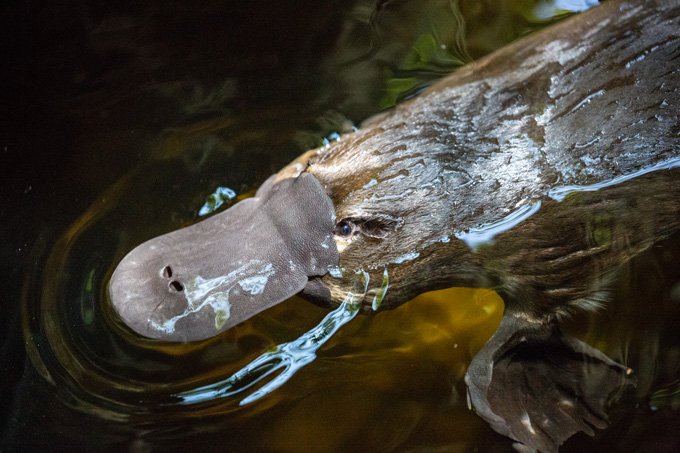 A blue-green glow adds to platypuses’ long list of bizarre features 110420_cw_platypus_inline1