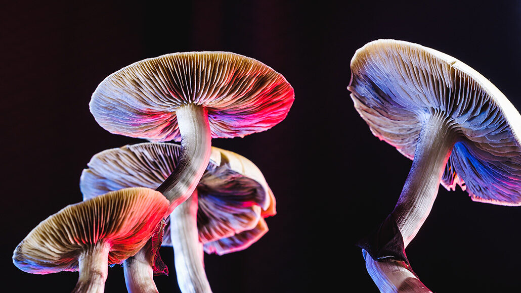 hallucinogenic mushrooms