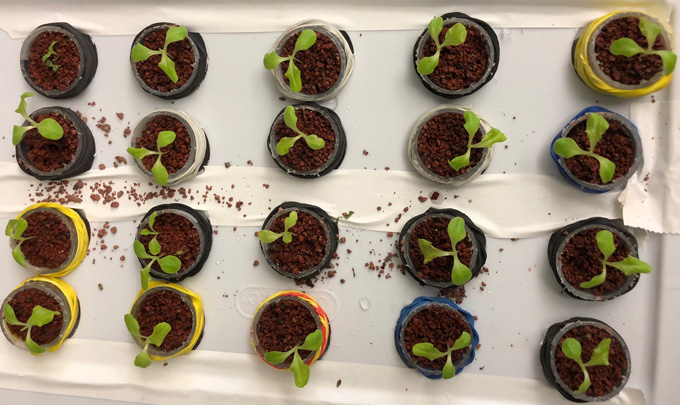 Plants growing in Mojave Desert soil