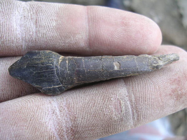 a hand holding a fossil tooth