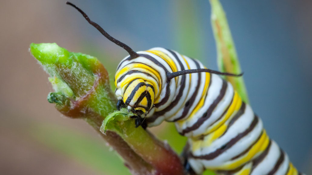 Monarch caterpillars head-butt each other to fight for scarce food
