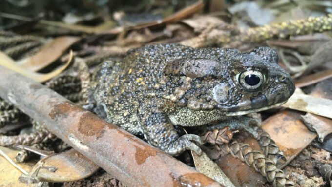 guttural toad