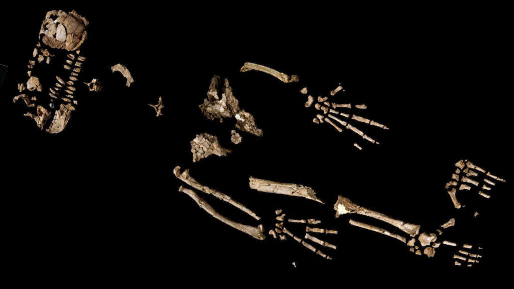 Ardi skeleton