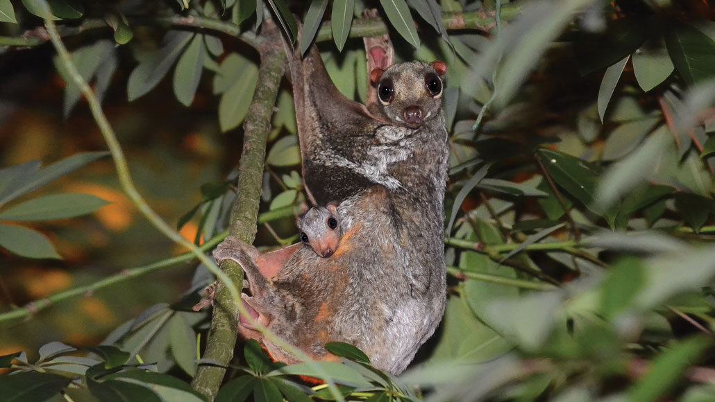 a colugo mother hanging in a tree with a baby colugo peeking over her leg