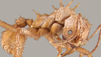 Worker ant with calcite mineral armor