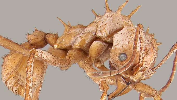 Worker ant with calcite mineral armor