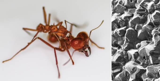 Left: soldier ant; right: close-up of calcite armor on smaller ant