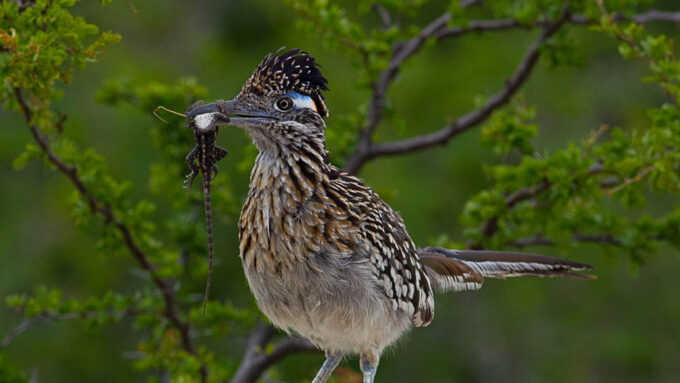 photograph of a roadrunner with a lizard in its beak