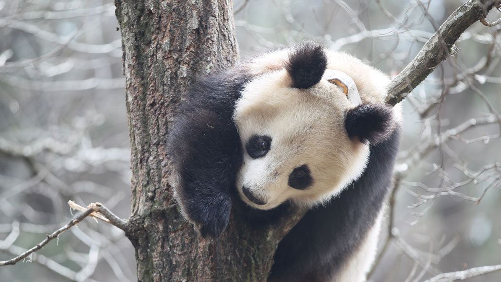 giant panda climbing a tree