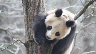 giant panda climbing a tree