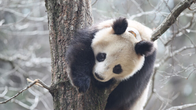 giant panda climbing a tree