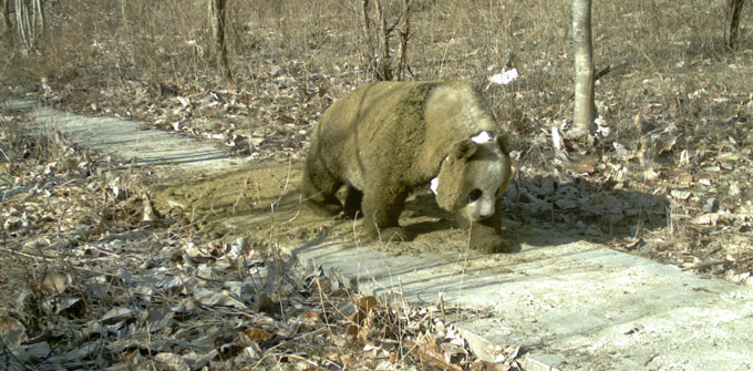 giant panda that rolled in horse manure