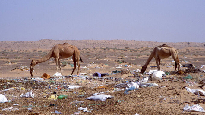 dromedary camels eating trash