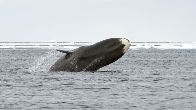 Groenlandse walvis