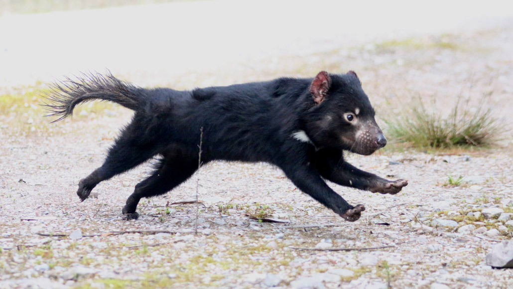 Tasmanische Teufel könnten doch eine tödliche Krebsepidemie überleben