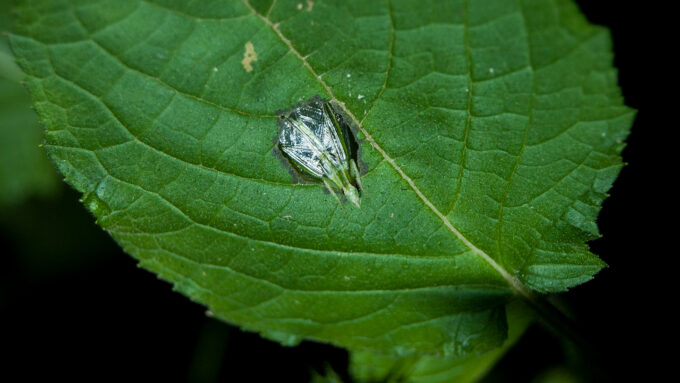 cricket poking through hole in a leaf