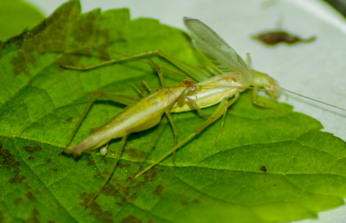 two tree crickets mating