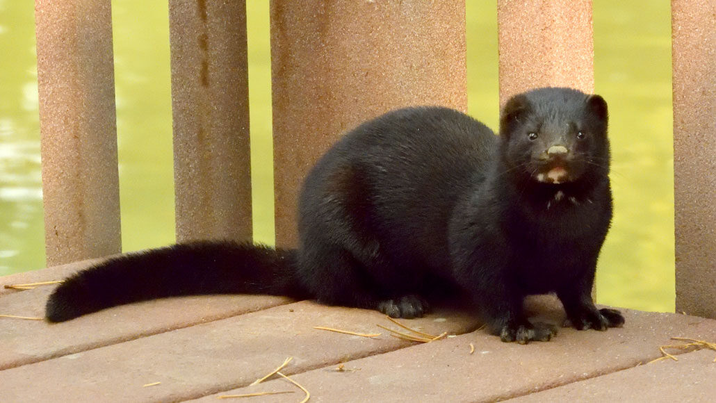 Utah Mink Is The First Wild Animal To Test Positive For Coronavirus Science News