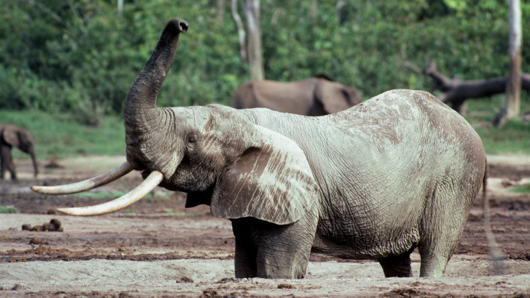 African elephant with trunk in air