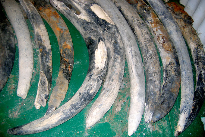 Elephant tusks from Bom Jesus shipwreck