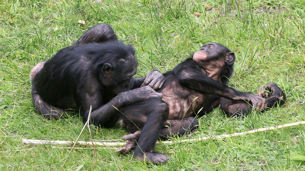 Bonobos grooming