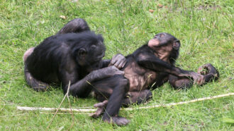 Bonobos grooming