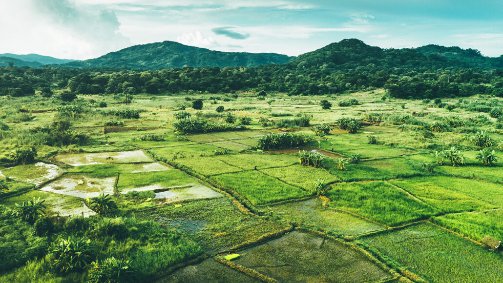 Malawi rijstvelden