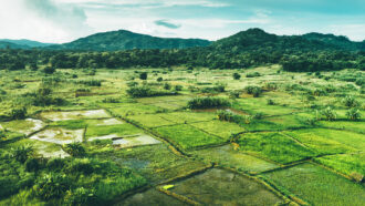 Malawi rice paddies