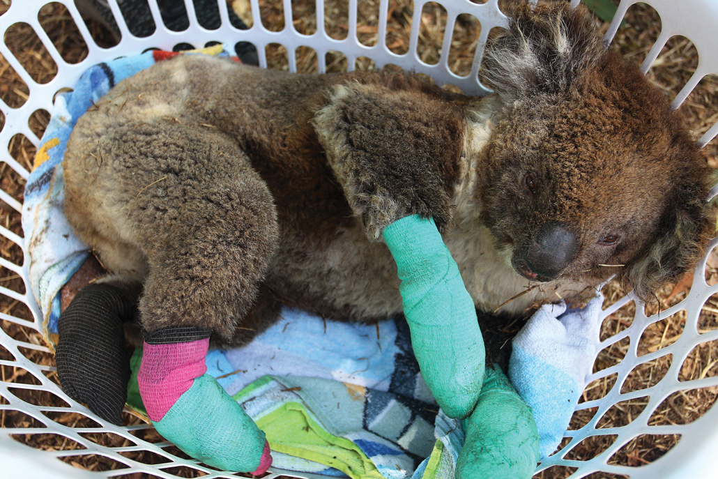 injured koala