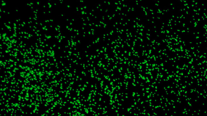 glowing microbes in seafloor sediment