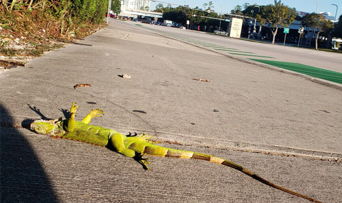 iguana on a sidewalk