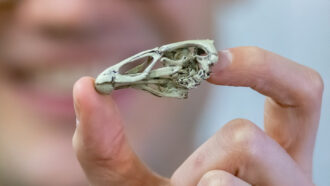 a 3-D printed skull of Asteriornis maastrichtensis