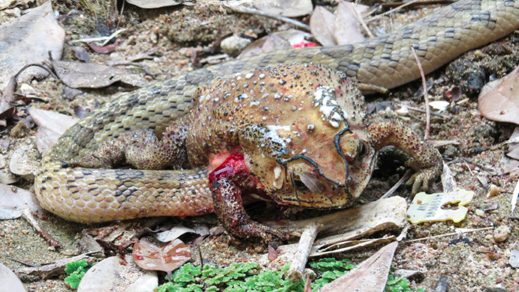 a snake chewing a hole in the stomach of a toad