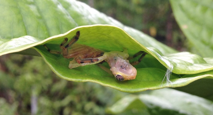 huntsman spider feeds on Madagascar reed frog
