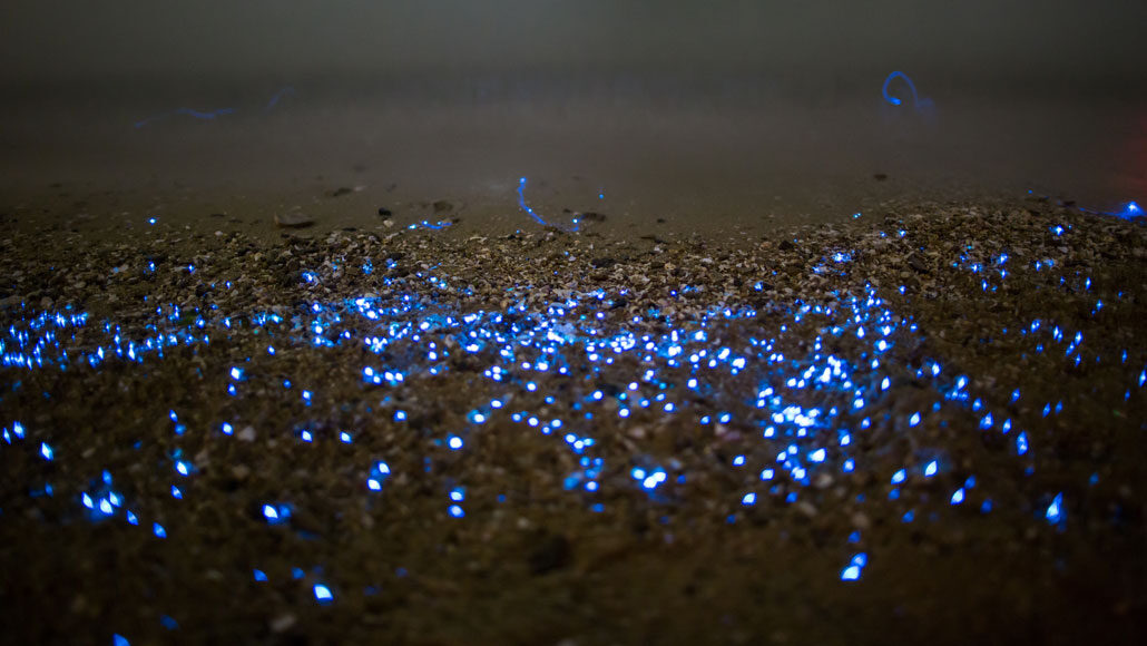 sea fireflies