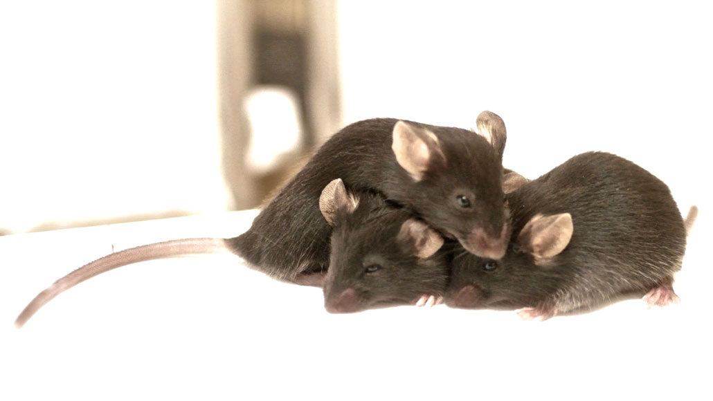 Mice may 'catch' each other's pain — and pain relief