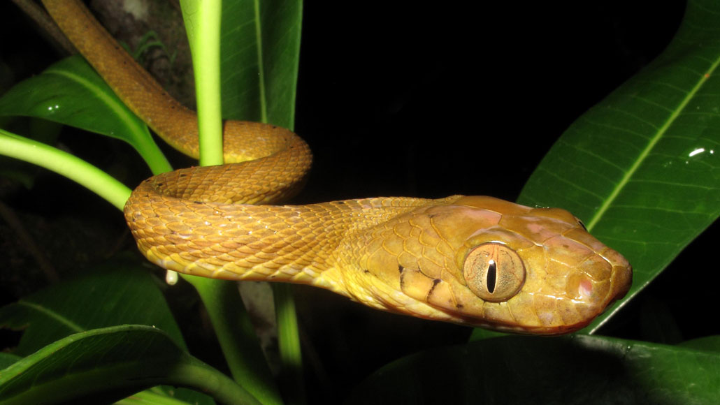 Brown tree snakes use their tails as lassos to climb wide trees