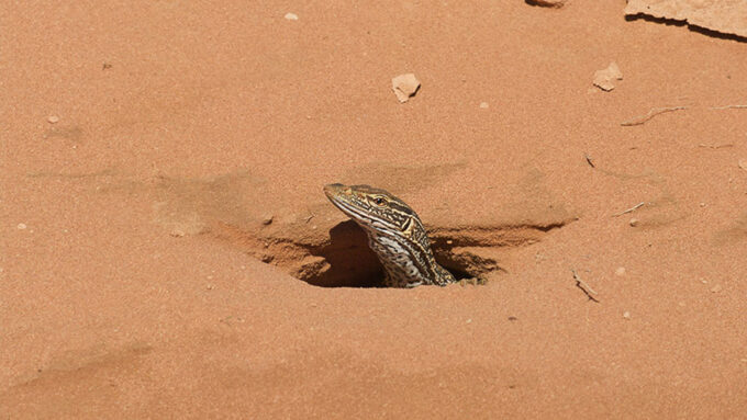 sand goanna monitor lizard