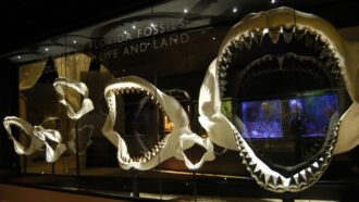 megalodon shark jaws