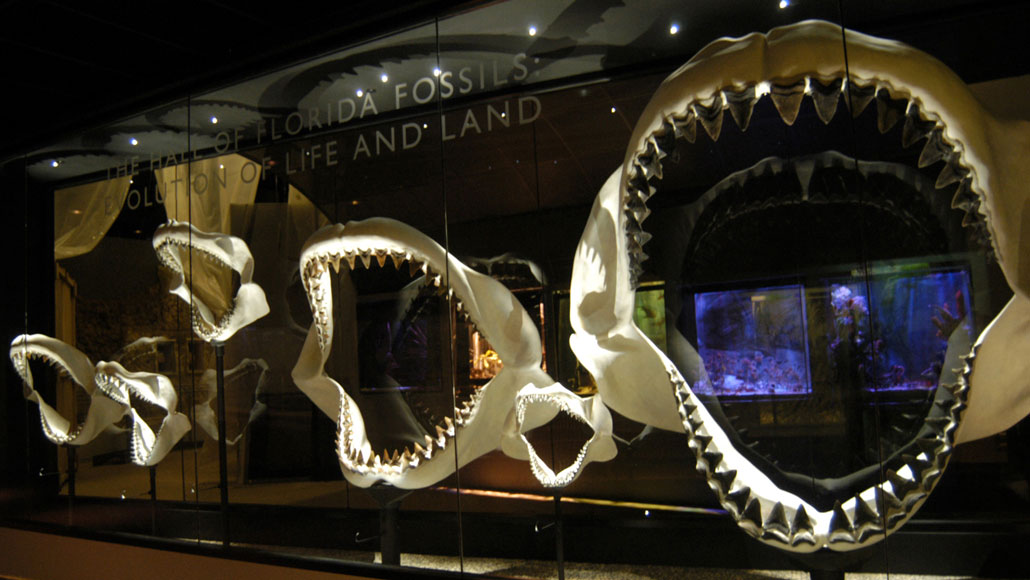 megalodon shark vs great white shark jaws