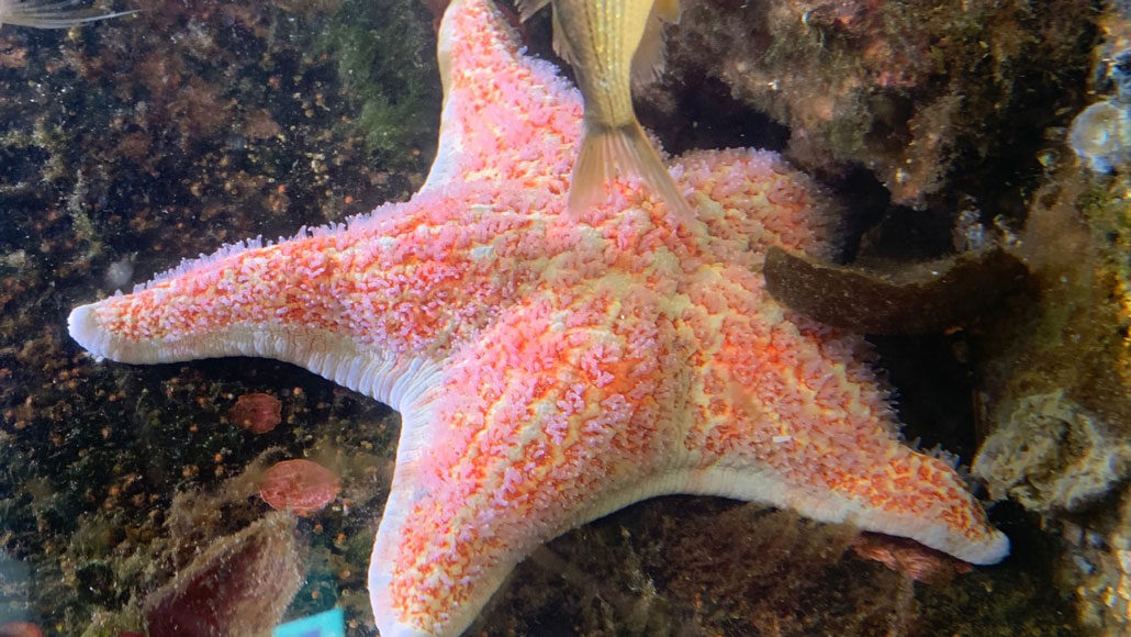 Some bacteria are suffocating sea stars, turning the animals to goo
