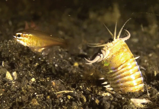 bobbit worm