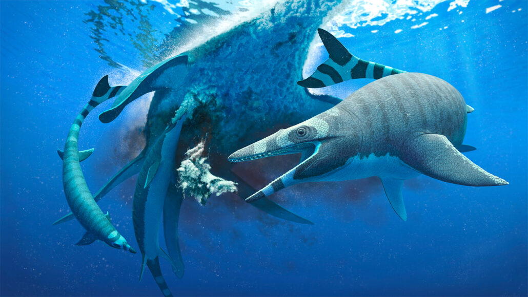 mosasaurus Xenodens kalminechari die een plesiosaur karkas opruimt