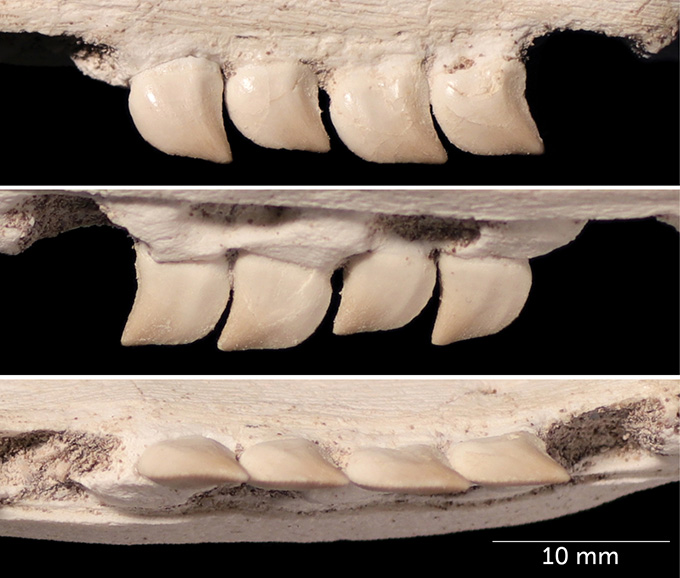 fossilized jaw and teeth of mosasaur Xenodens calminechari