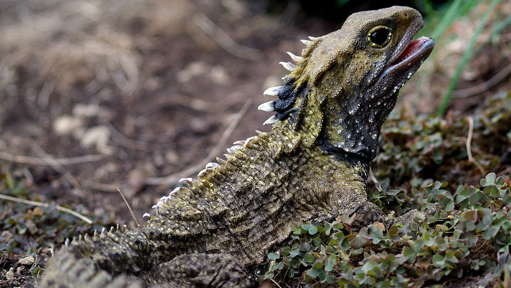 Een tuatara, die eruitziet als een stekelige hagedis